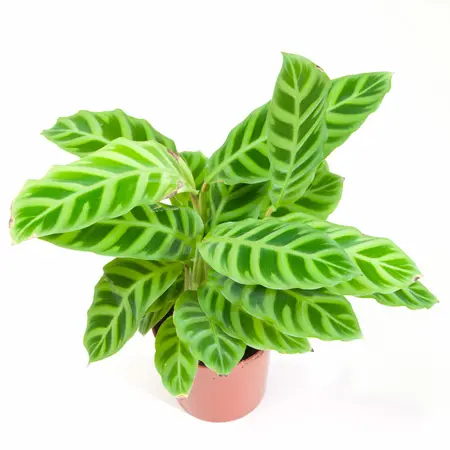 Калатея Зебрина (Calathea Zebrina)