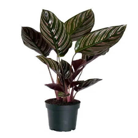 Калатея Орната (Calathea Ornata)