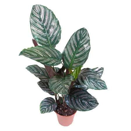 Калатея Орната ‘Сандериана’ (Calathea Ornata ‘Sanderiana’)