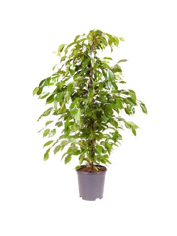 Фикус Бенджамина Обыкновенный (Ficus benjamina)