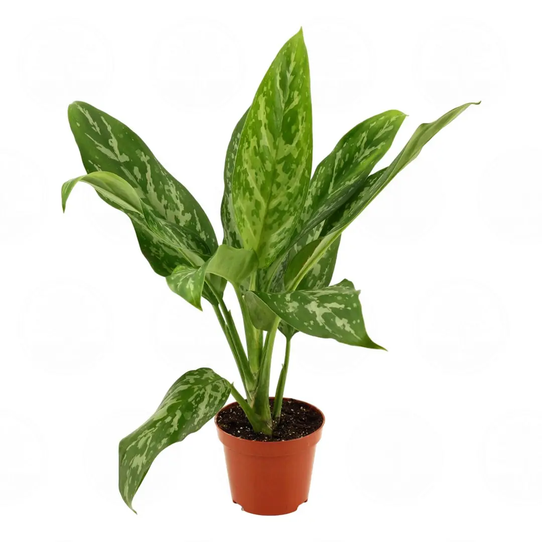 Аглаонема 'Green Lady' купить