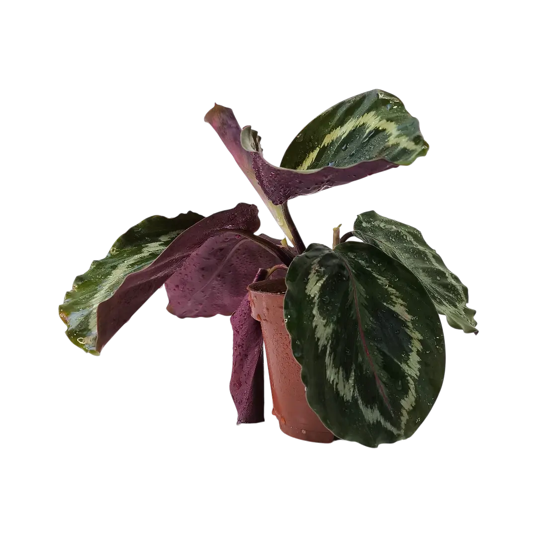 Калатея Розеопикта / Calathea Roseopicta купить