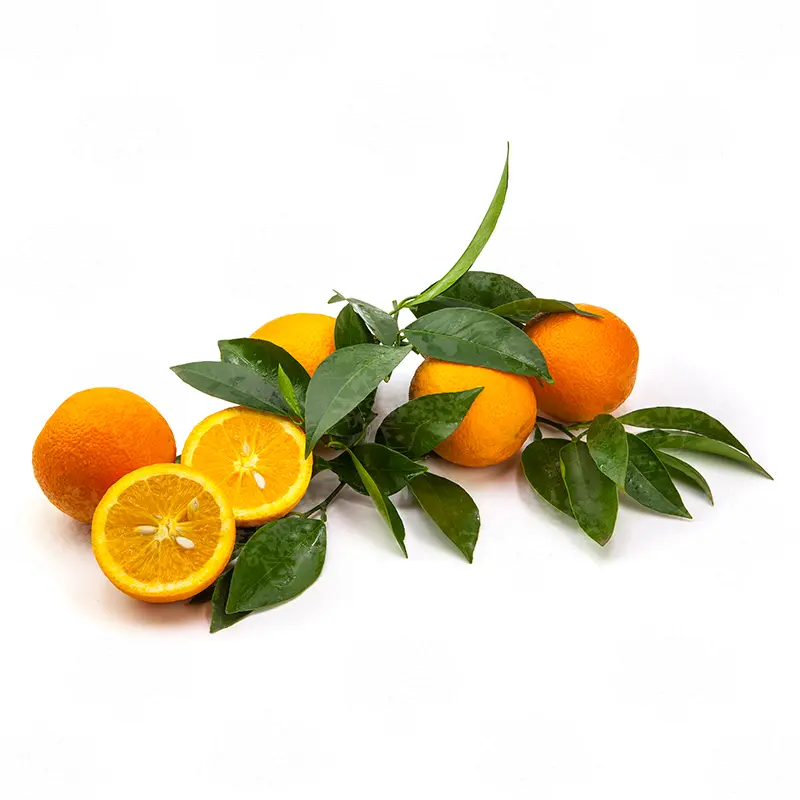 Апельсин Овале Калабрезе / Orange Ovale Calabrese — цитрусовое растение, детальное фото
