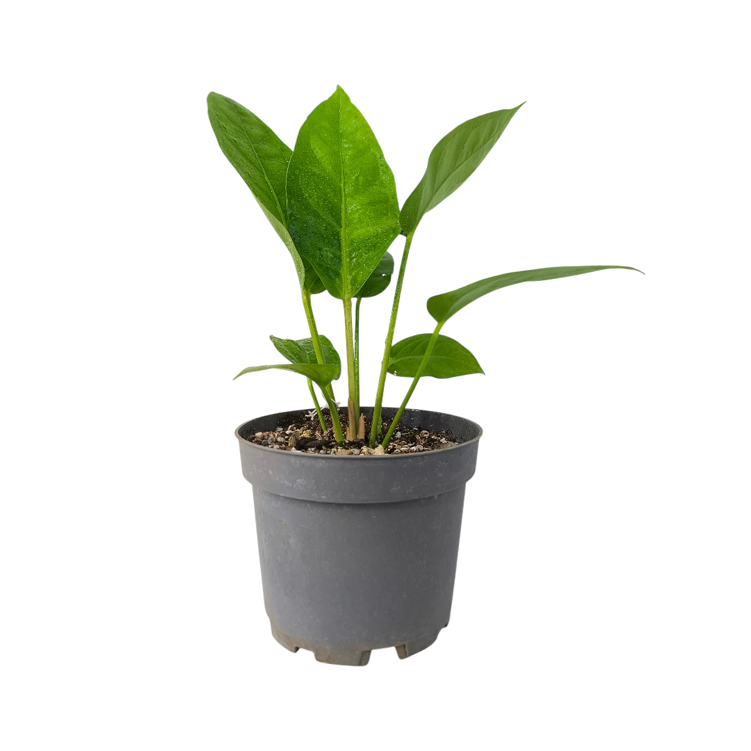 Антуриум «Джангл Кинг»/Anthurium Ellipticum Jungle King купить