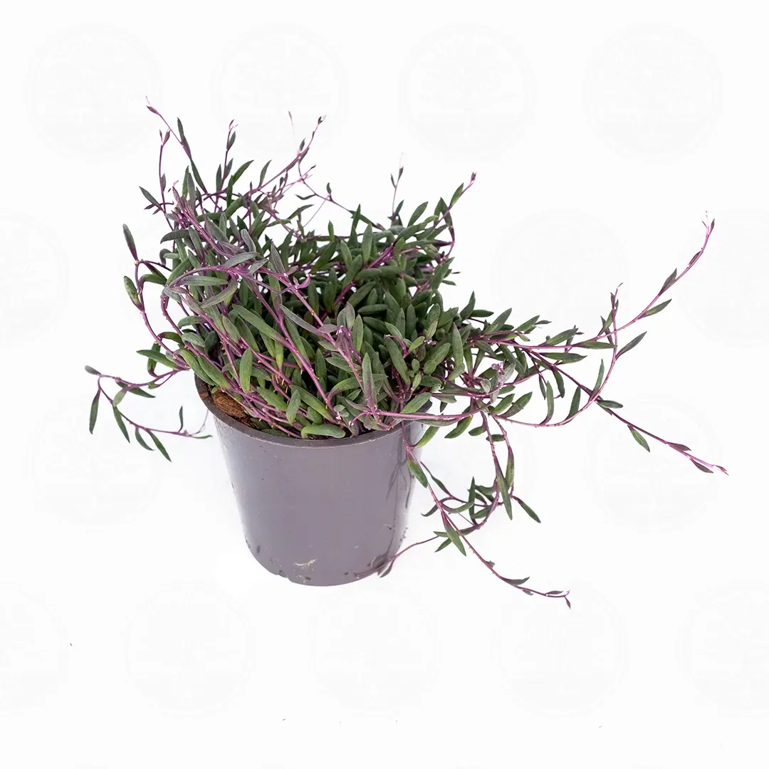 Крестовник Геррейна Пурпл Флаш / Senecio herreanus Purple Flush купить
