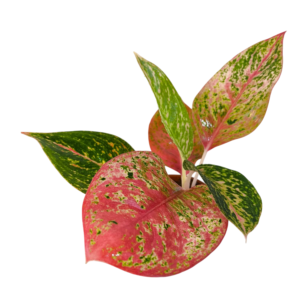Аглаонема Руби Супер Пинк / Aglaonema 'Ruby Super Pink купить