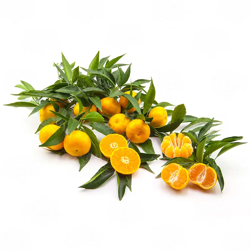 Мандарин Клемендор / Mandarin Clemendor — цитрусовое растение, детальное фото
