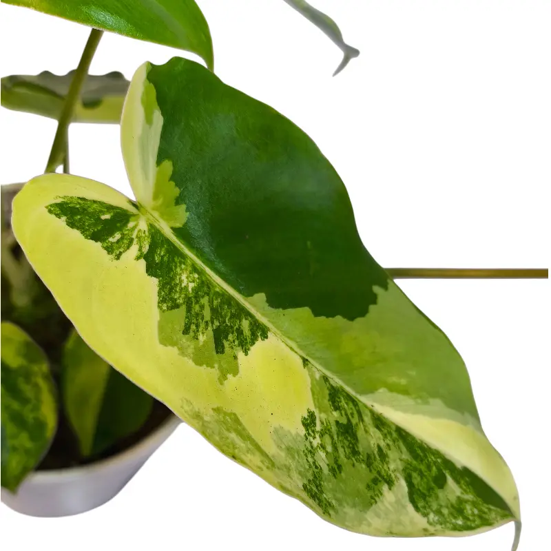 Филодендрон Бурле Маркс / Philodendron Burle Marx купить