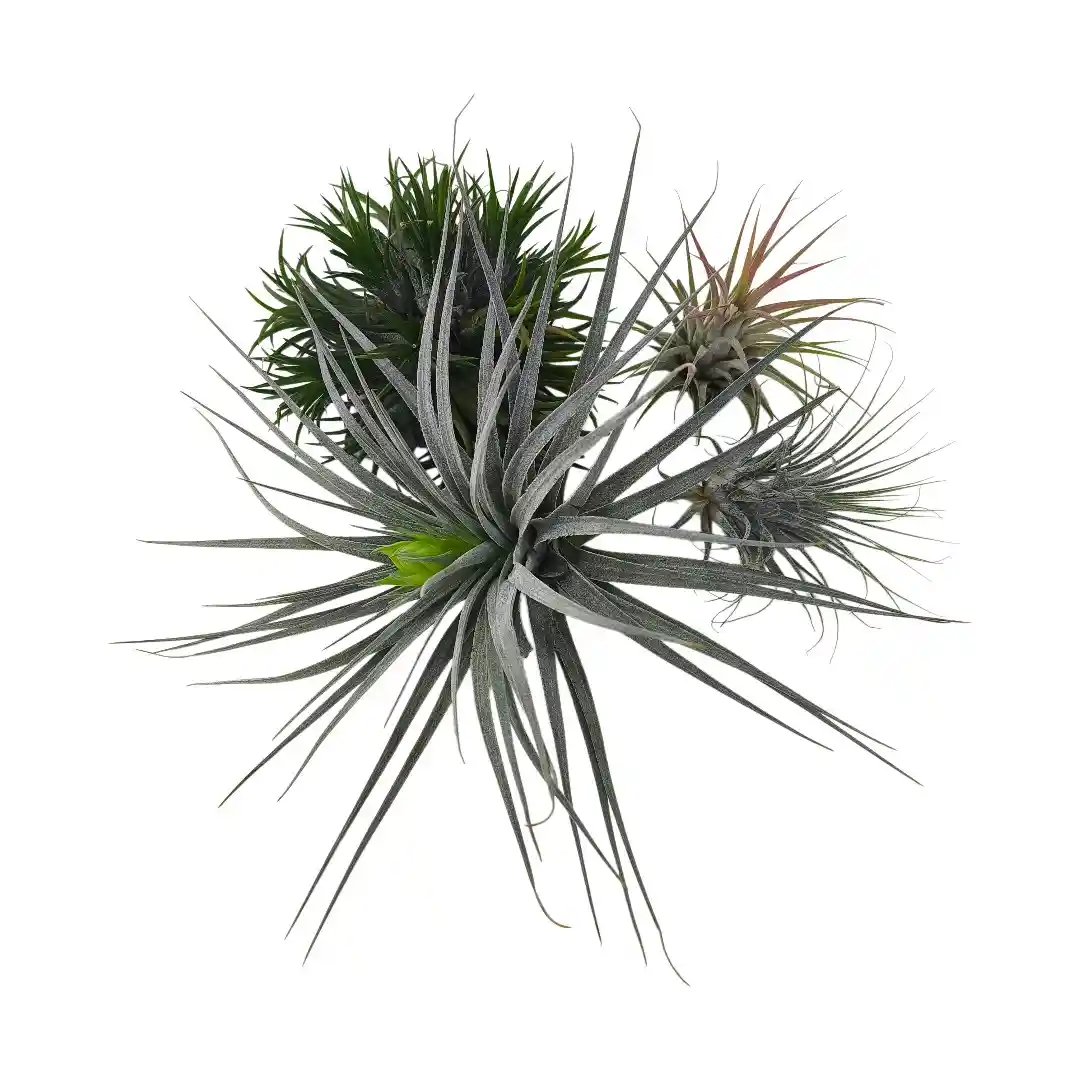 Тилландсия атмосферная / Tillandsia cyanea купить