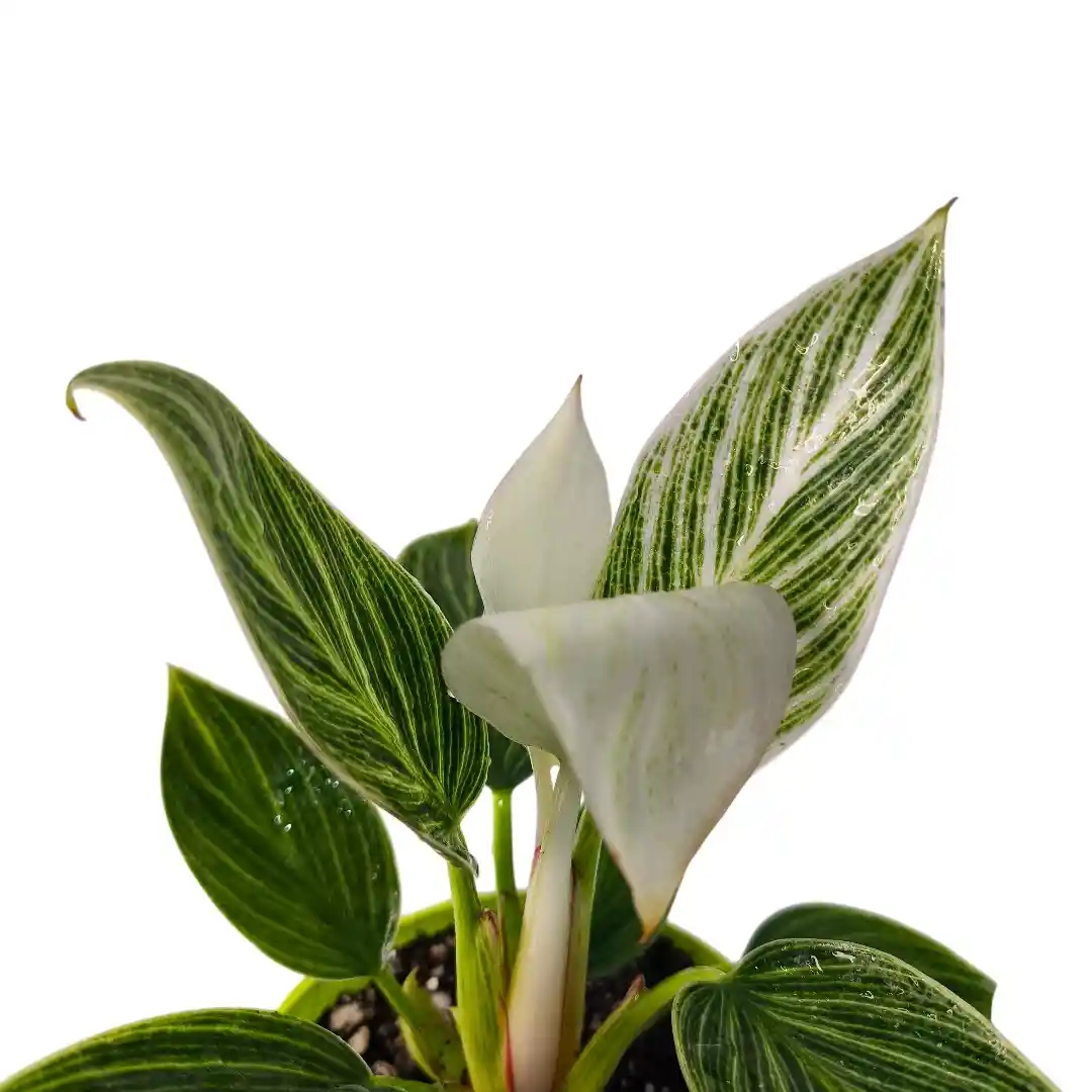 Philodendron Birkin Galaxy вариегатный лист