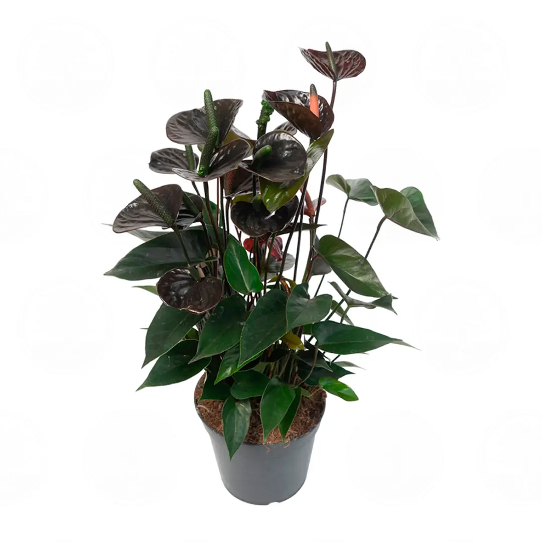 Антуриум Блэк Лав / Anthurium BLACK LOVE купить