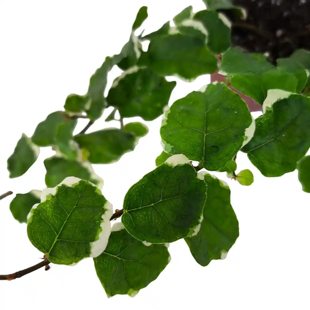 Фикус Пумила Вайт Санни /Ficus pumila White Sunny купить