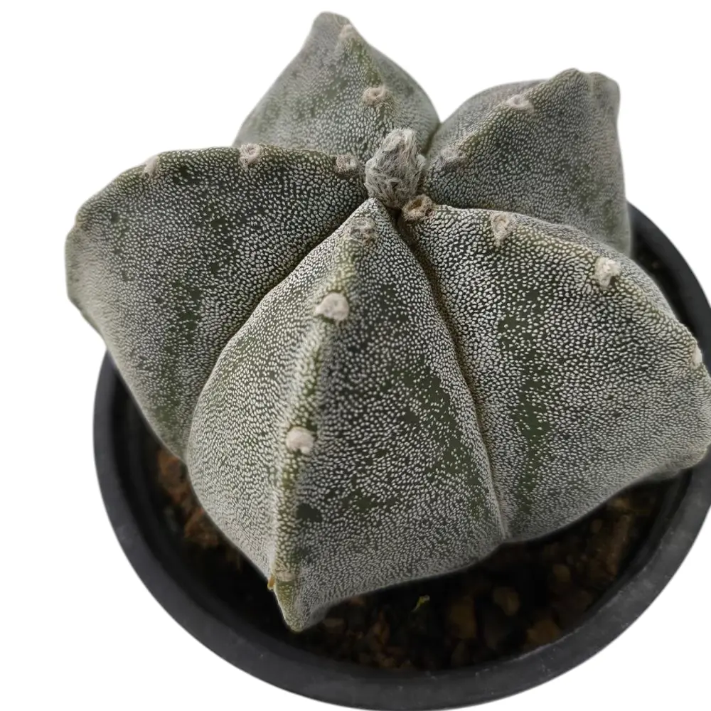 Астрофитум / Astrophytum Ornatum купить