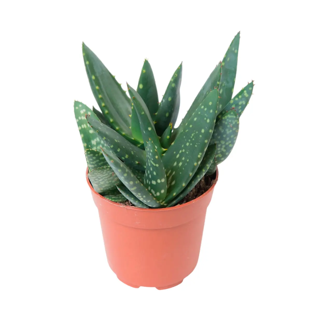 Алоэ Vera Paradisicum купить