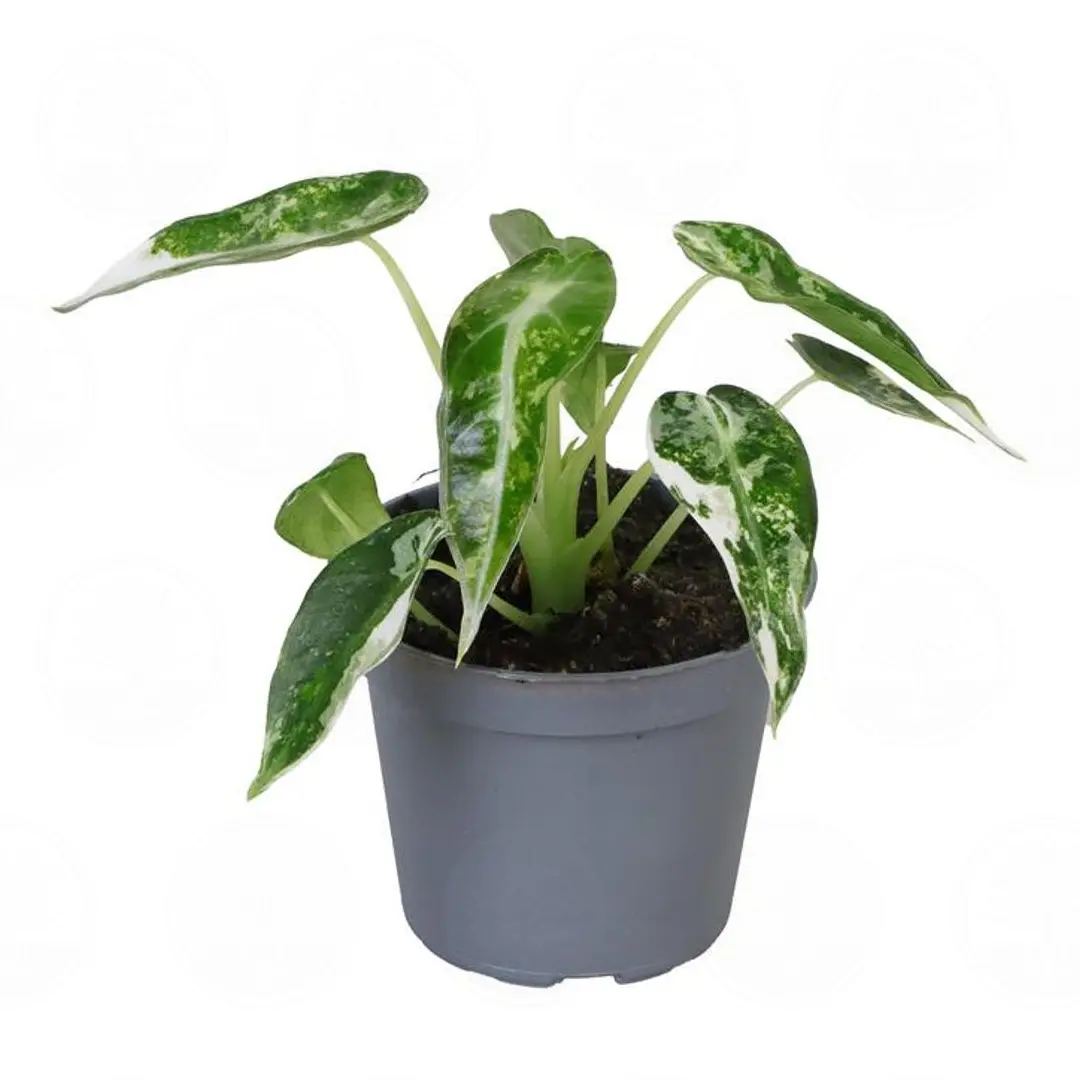 Алоказия BAMBINO VARIEGATA купить