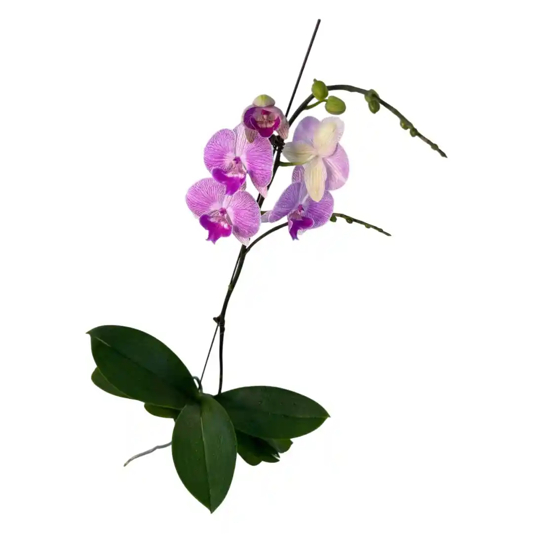 Фаленопсис Модерн / Phalaenopsis Modern 1 ств купить