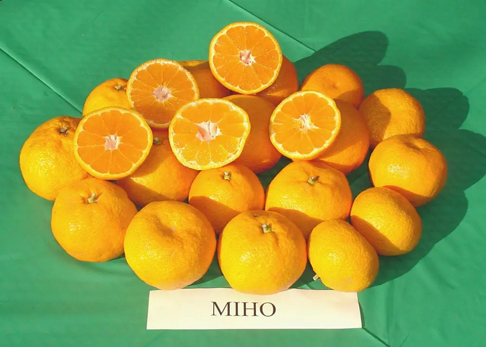 Мандарин Михо / Mandarin Miho — цитрусовое растение, детальное фото
