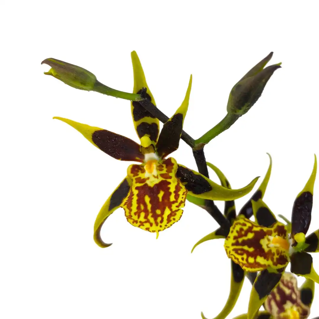 Онцидиум Галлий / Oncidium Hallii купить