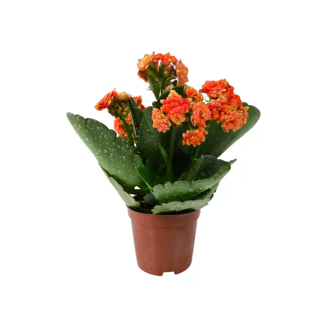 Каланхоэ Каландива Микс/ Kalanchoe Kalandiva Mix купить