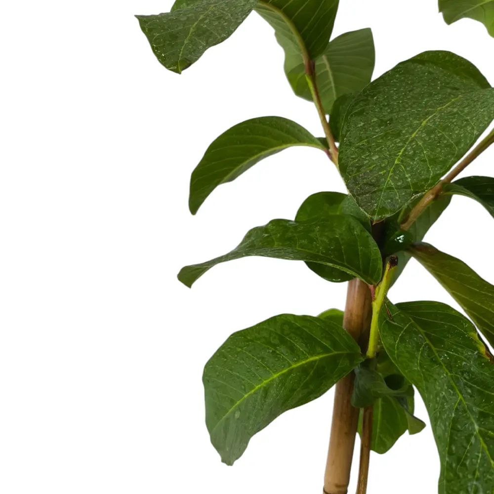 Гуава Лимонная / Psidium Lemon