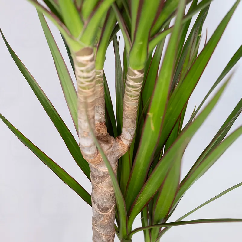 Драцена Маргината / Dracaena Marginata купить