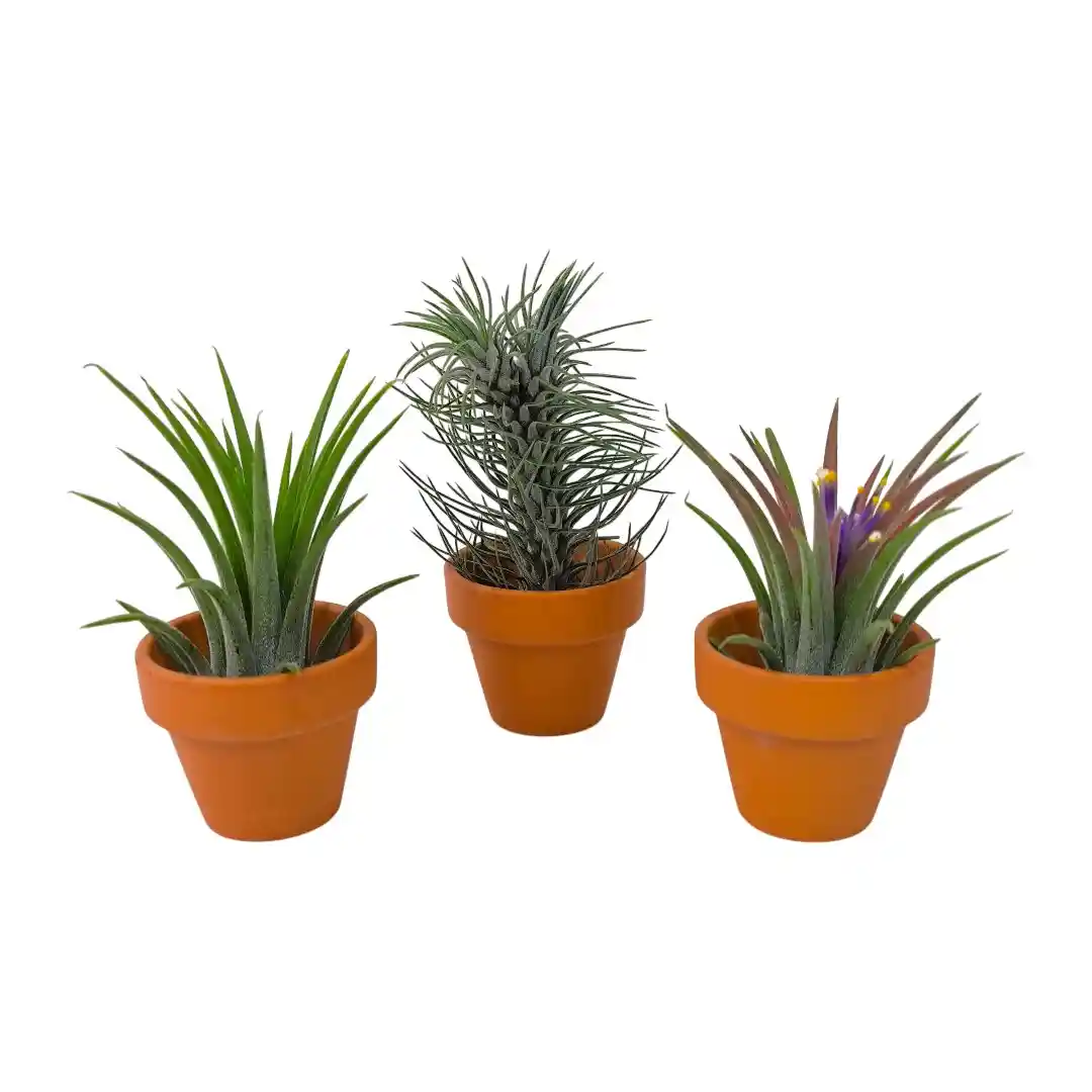 Тилландсия атмосферная в керамике / Tillandsia Cyaena In Terracotta Pot купить