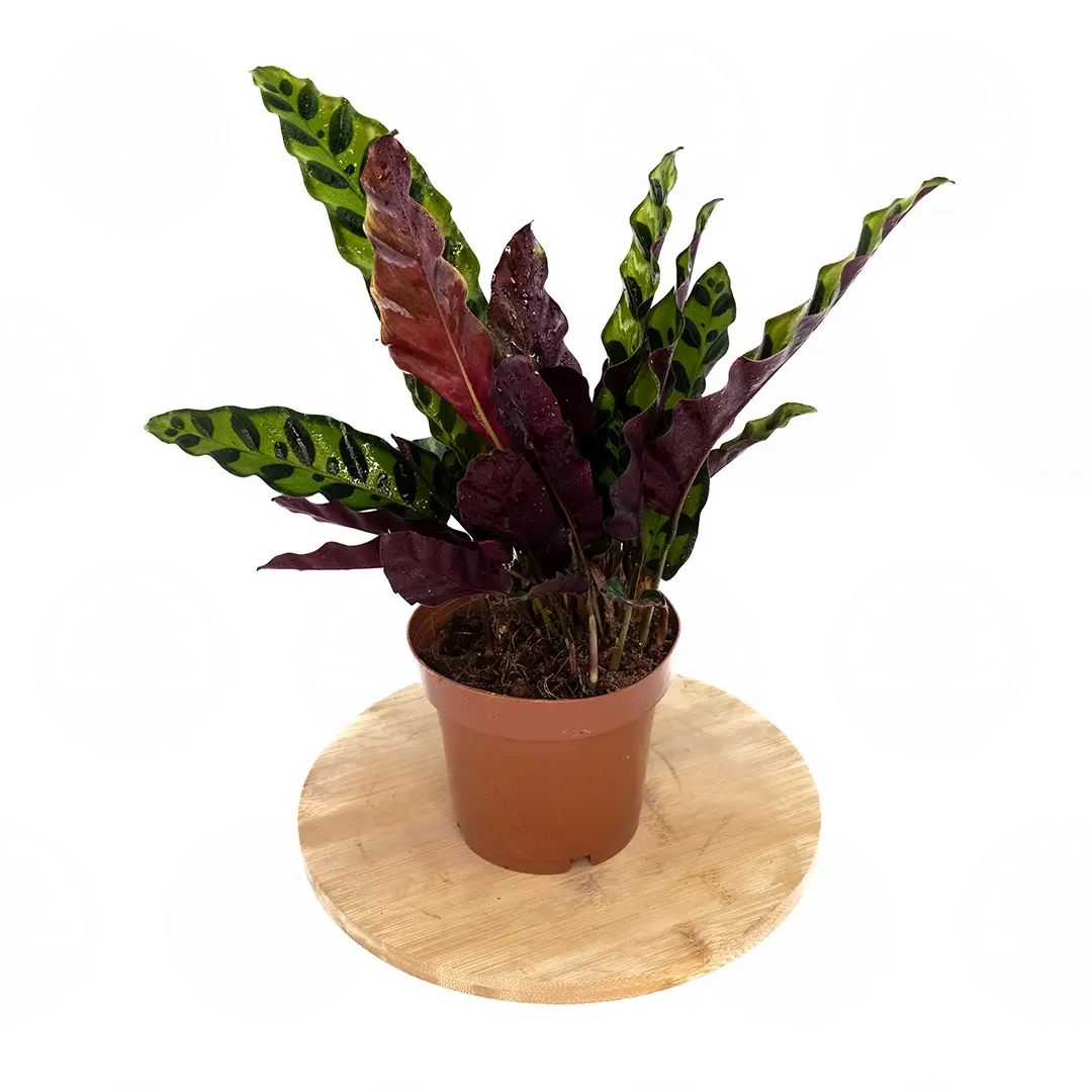 Калатея Лансифолия / Calathea Lancifolia купить