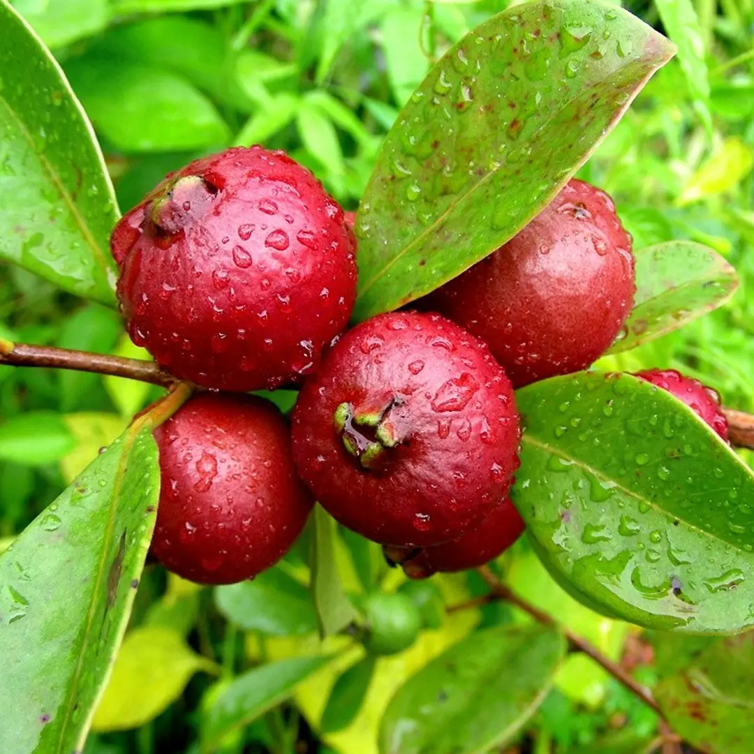 Гуава Земляничная / Psidium cattleyanum