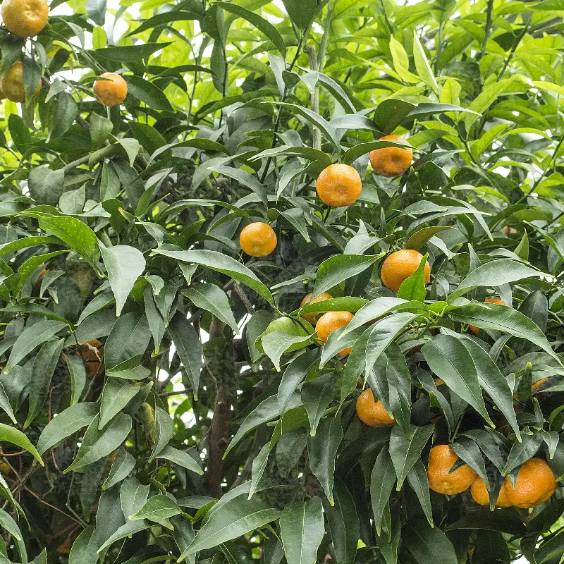 Клементин Спиносо / Clementine Spinoso — цитрусовое растение, детальное фото
