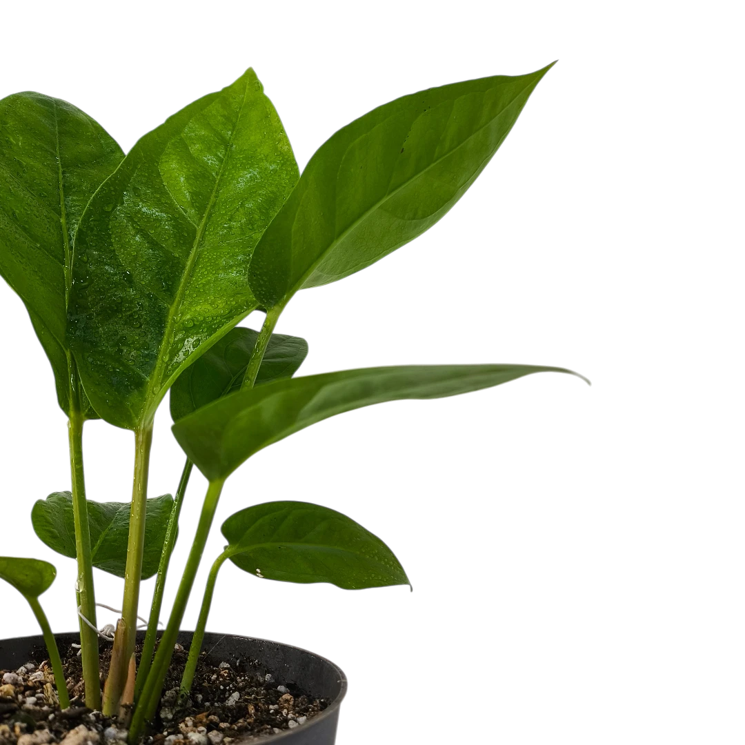 Антуриум «Джангл Кинг»/Anthurium Ellipticum Jungle King купить