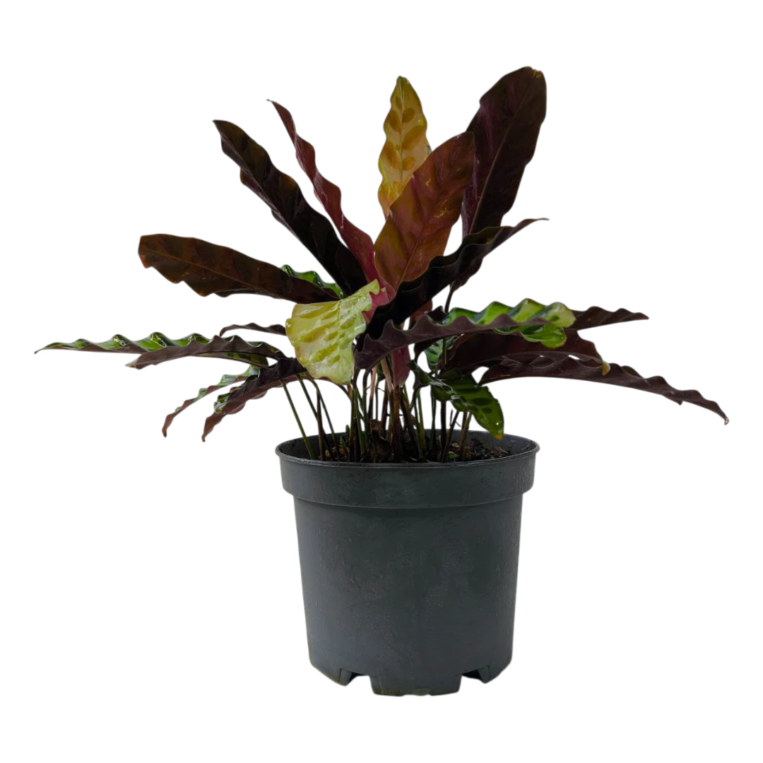 Калатея ланцетолистная / Calathea lancifolia купить