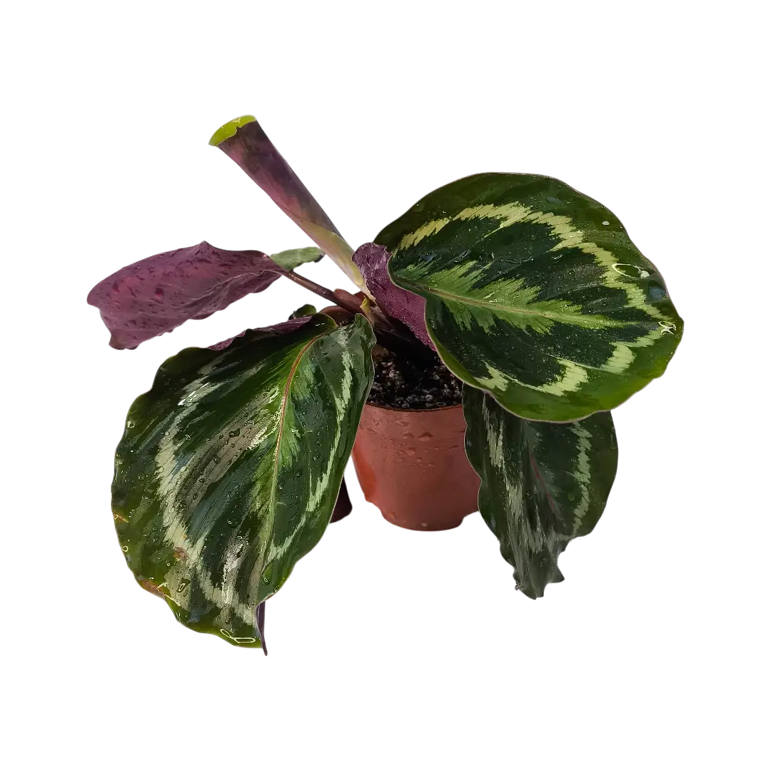 Калатея Розеопикта / Calathea Roseopicta купить