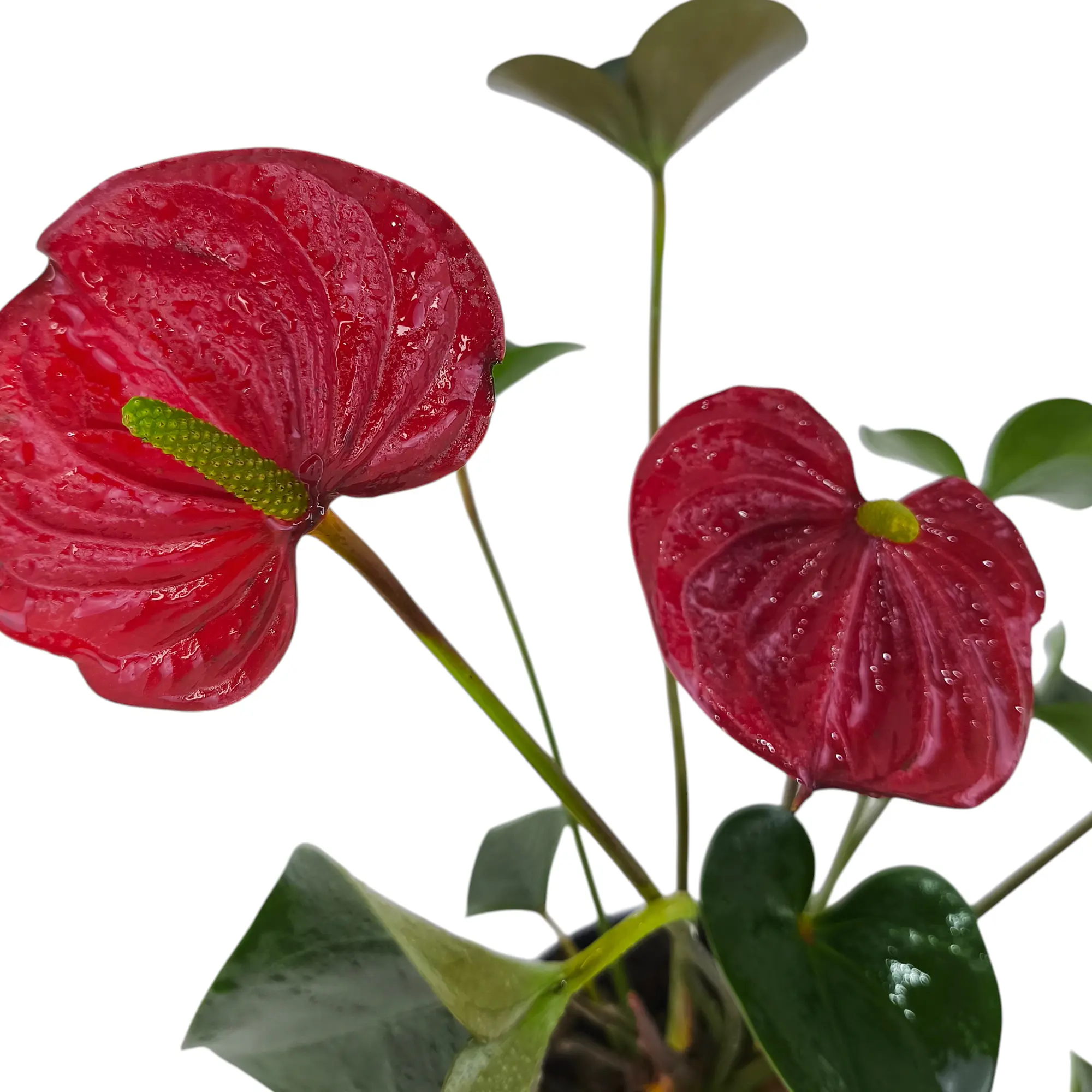 Антуриум андрианум Ред Эксплоужен / Anthurium Аndraeanum Red Explosion купить