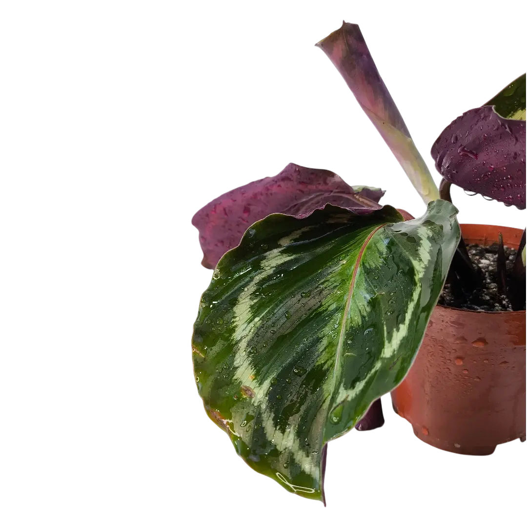 Калатея Розеопикта / Calathea Roseopicta купить