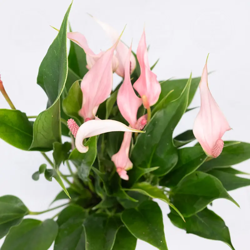 Антуриум Лилли / Anthurium Lilli купить