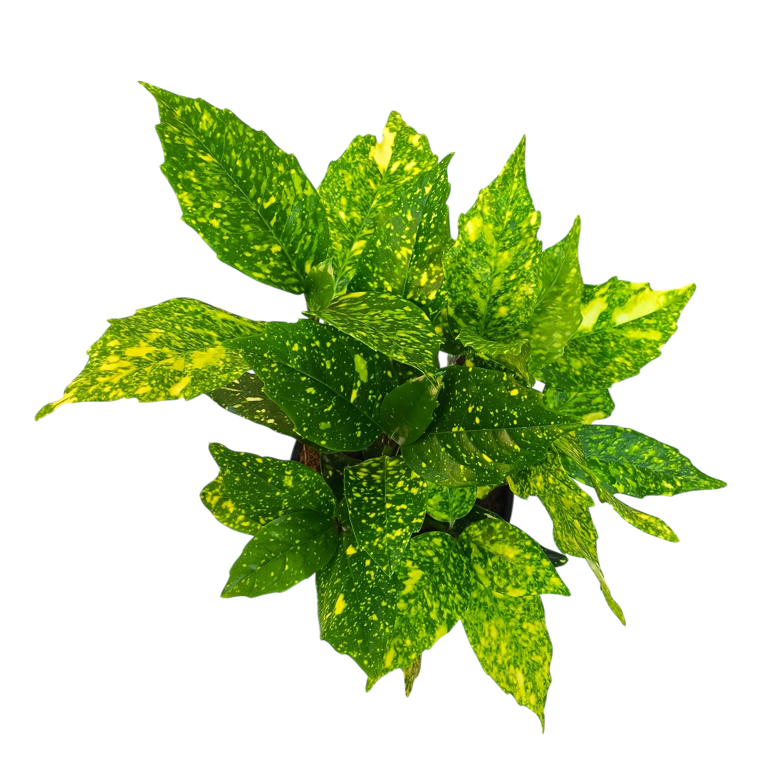 Аукуба японская Кротонифолия/ Aucuba japonica Crotonifolia купить