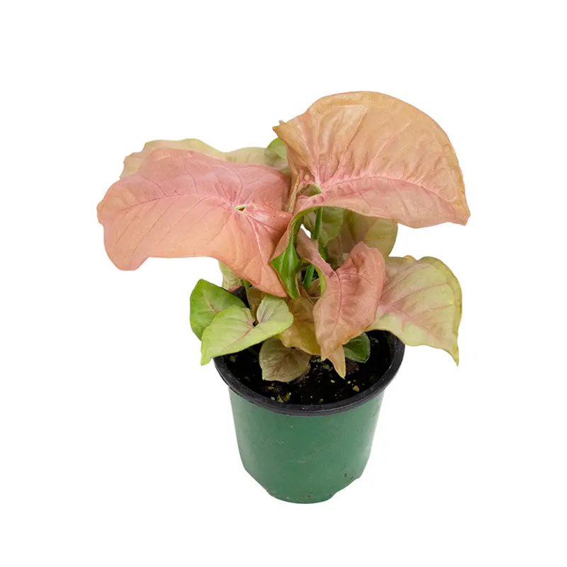 Сингониум розовый / Syngonium podophyllum Pink купить
