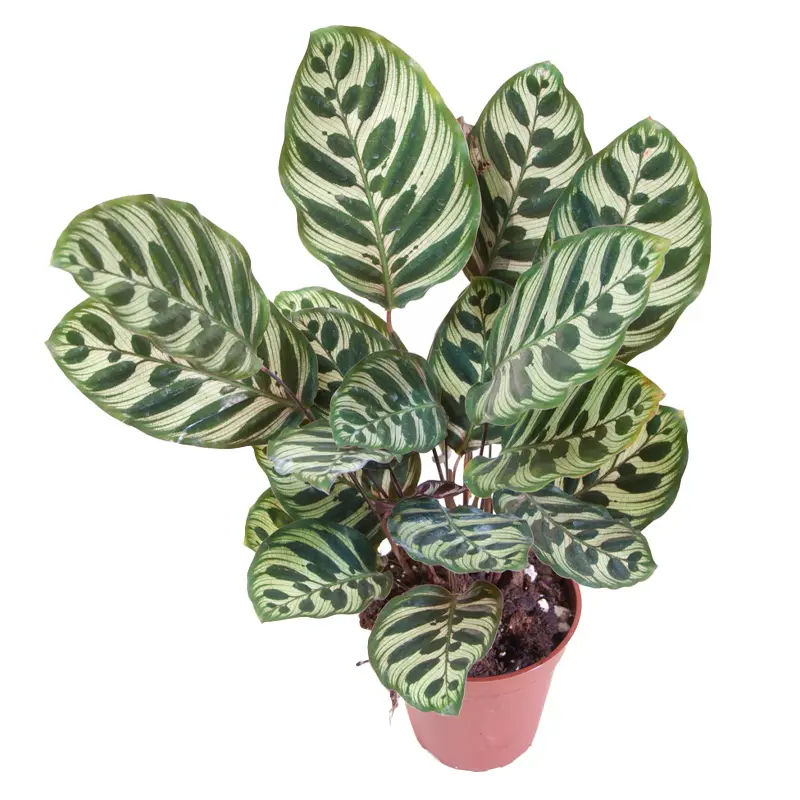 Калатея Макояна/ Calathea Makoyana купить