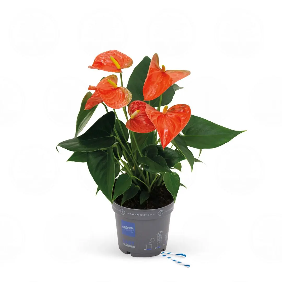 Антуриум Карма Орандж / Anthurium KARMA ORANGE купить