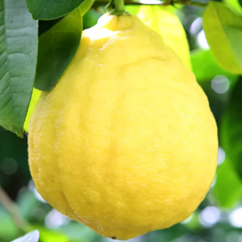 Лимон Пандероза / Lemon Panderosa — цитрусовое растение, детальное фото
