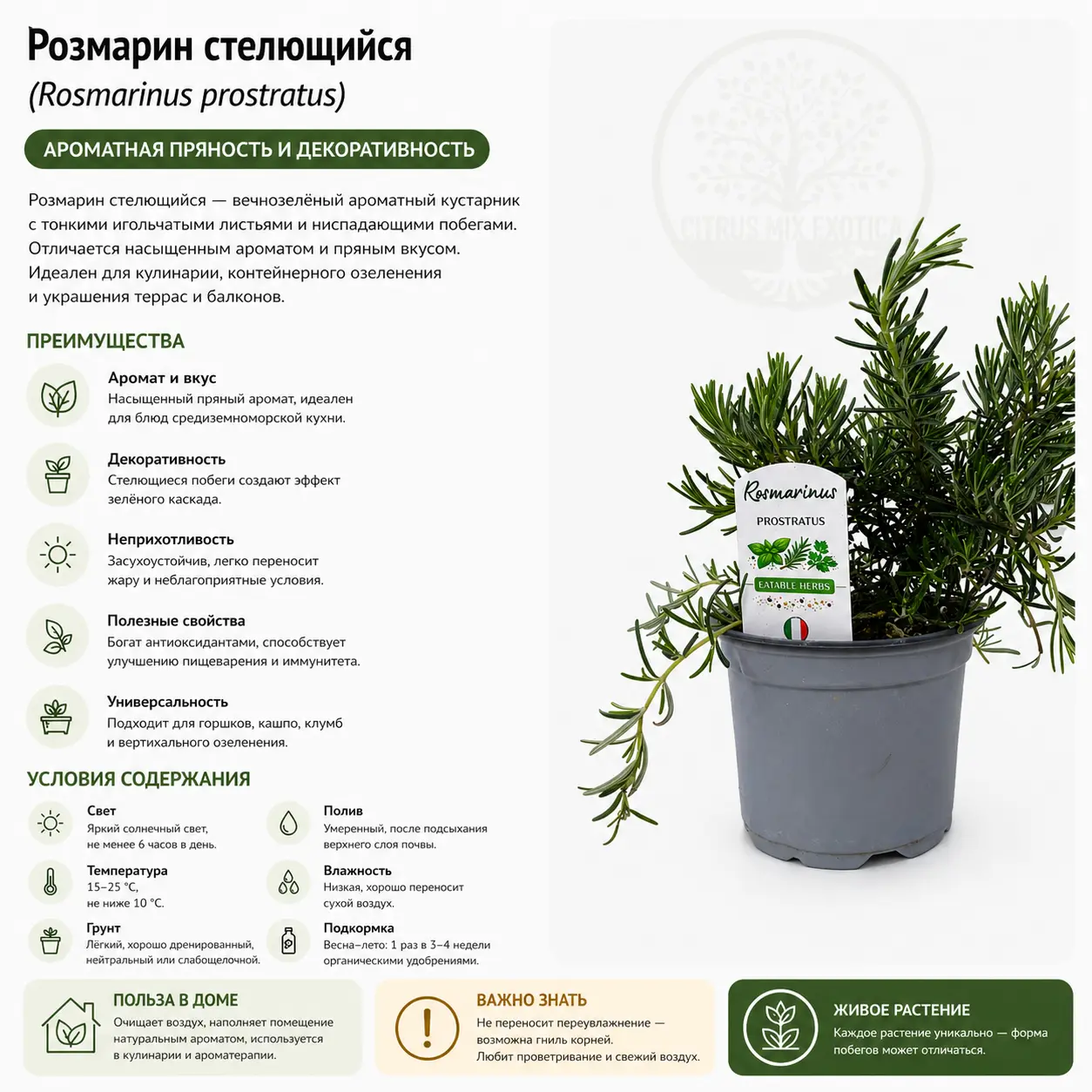 Розмарин / Rosmarinus Prostratus купить