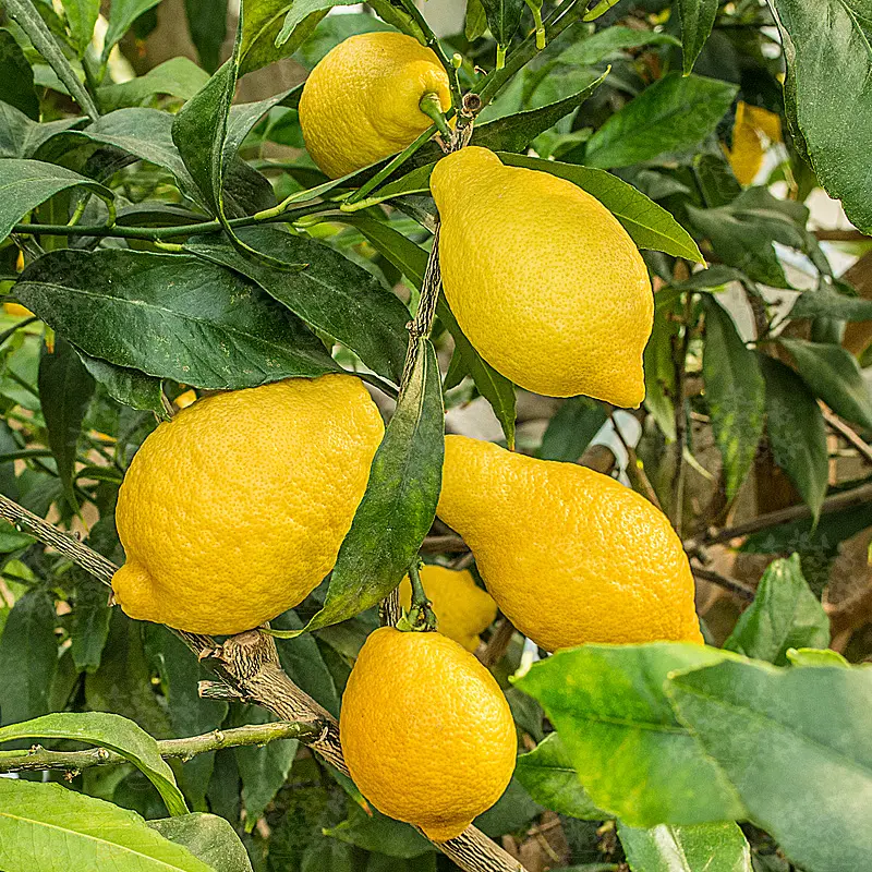 Лимон Салицифолия иволистный / Lemon Salicifolia — цитрусовое растение, детальное фото
