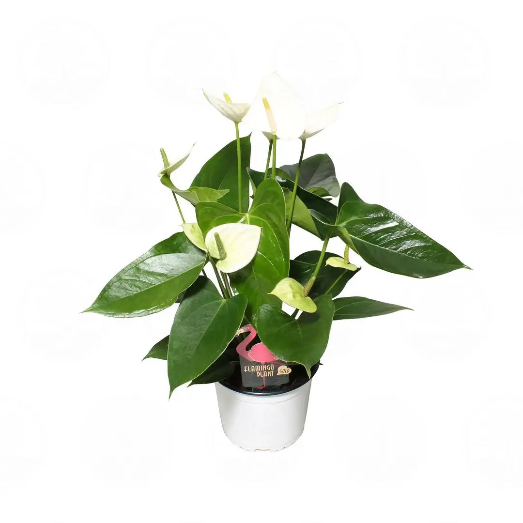 Антуриум Фламинго Шик / Anthurium Flamingo Chique купить