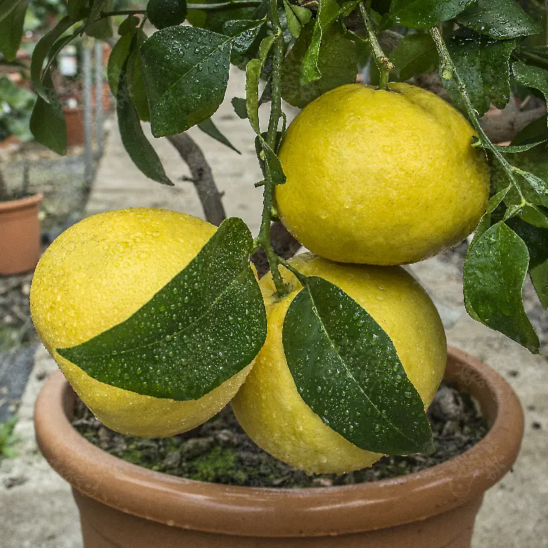 Грейпфрут Марш бескосточковый, нуцелярный / Grapefruit March — цитрусовое растение, детальное фото
