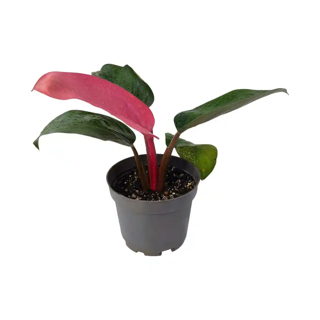 Philodendron Pink Congo розовые листья