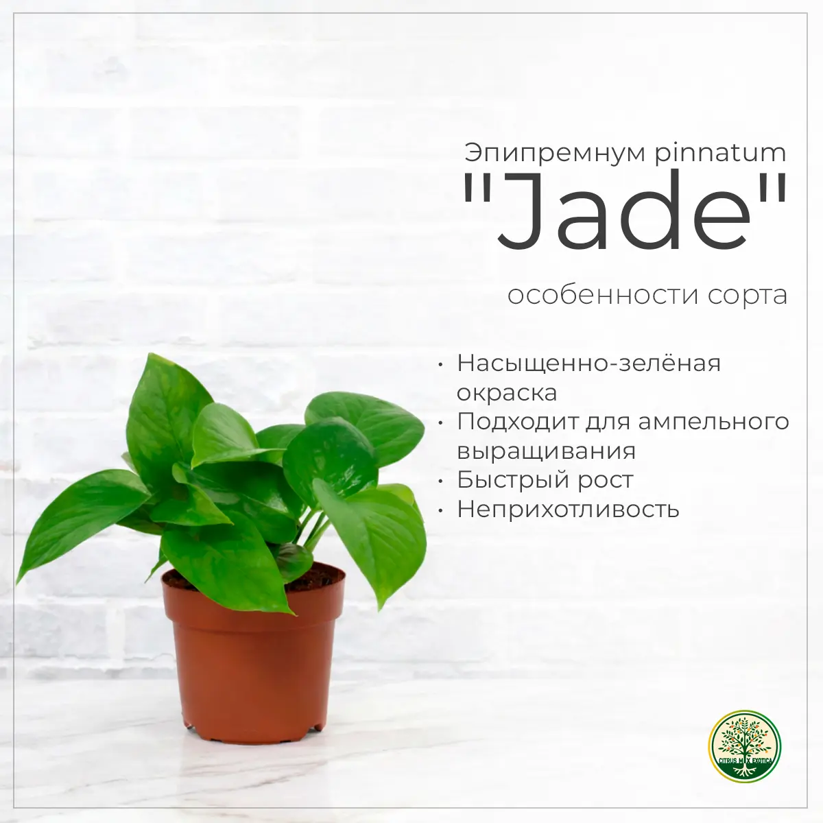 Эпипремнум пиннатум Jade зелёные листья