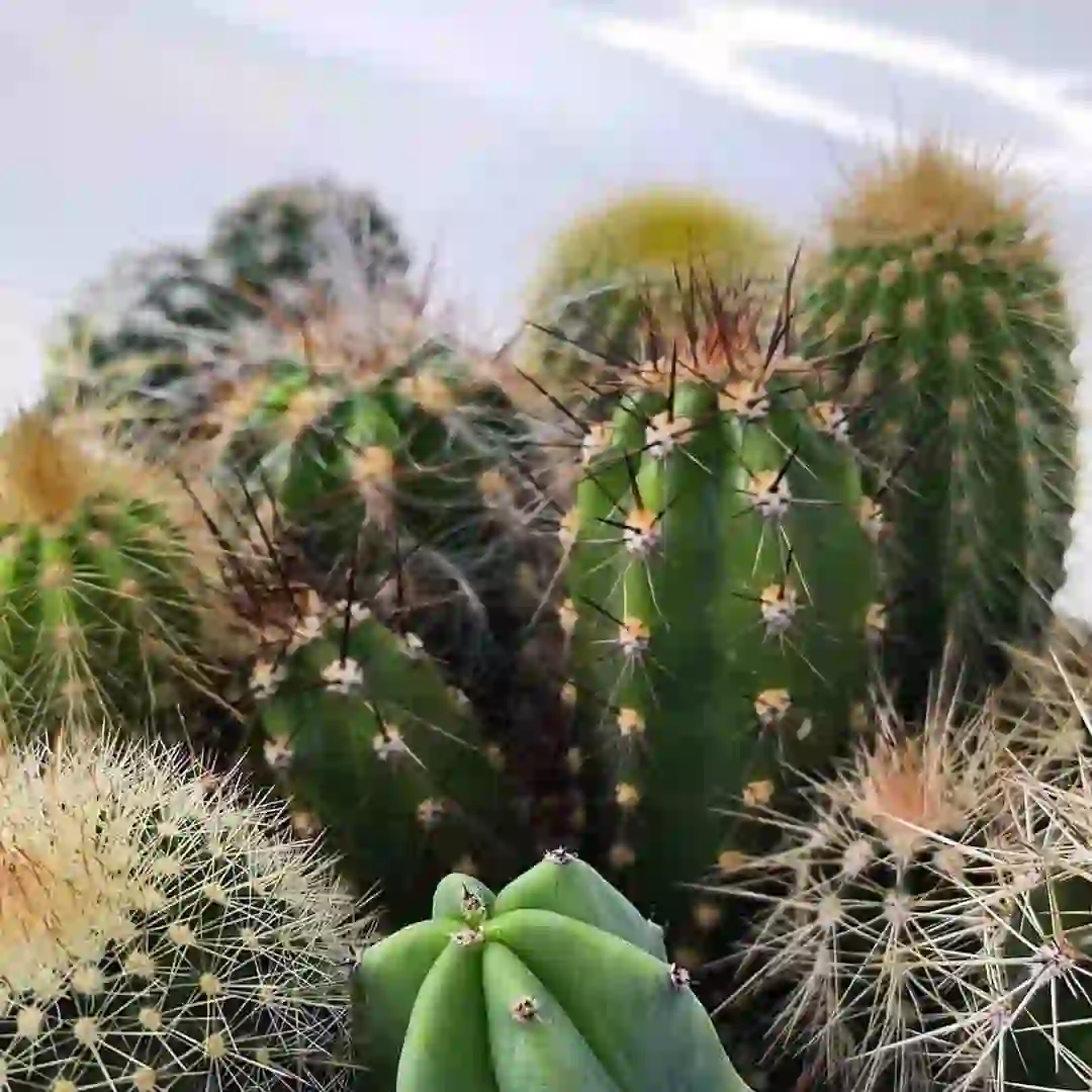 Кактус Микс/ Cactus Mix купить