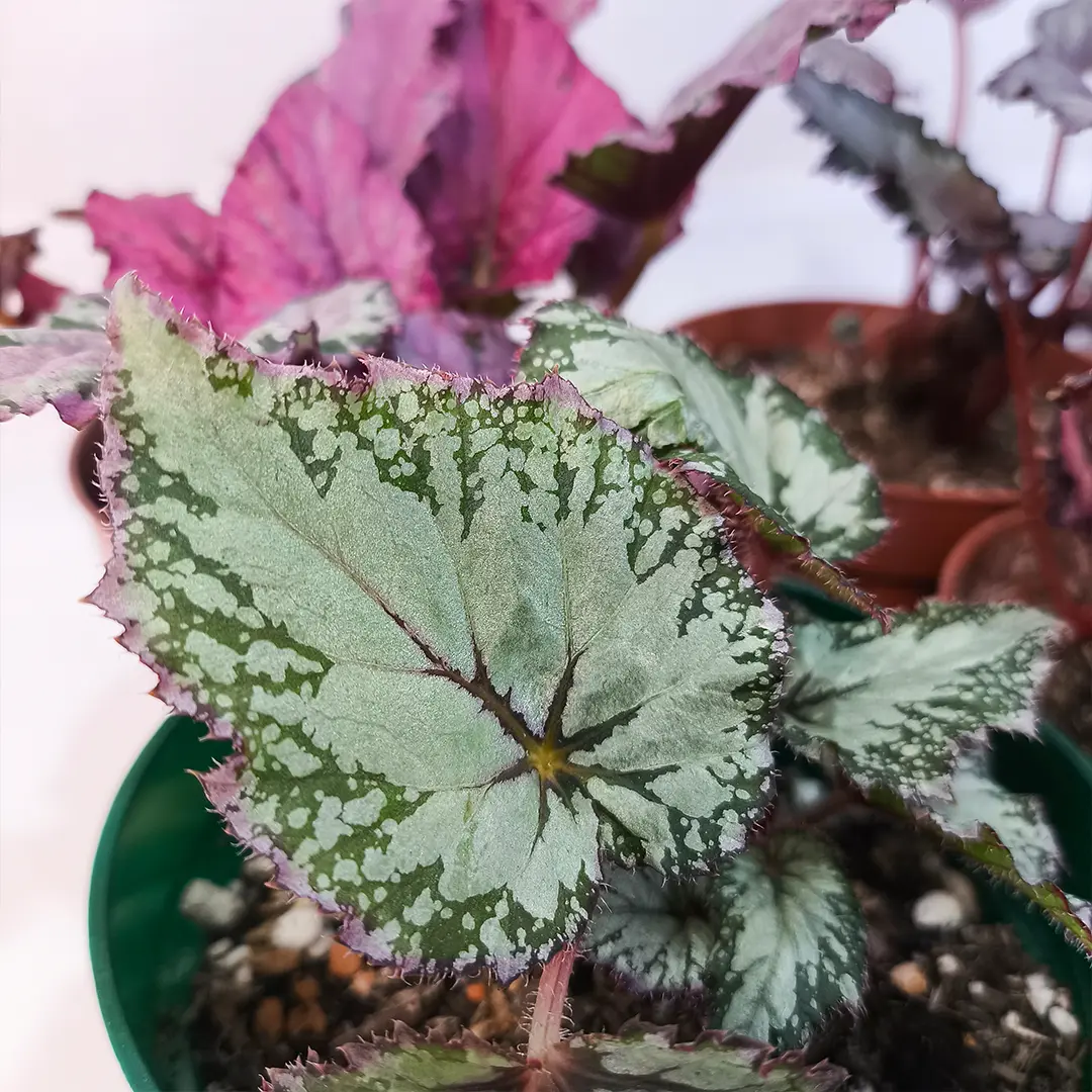 Бегония Белеаф, Рекс/ Begonia Beleaf gemengd купить