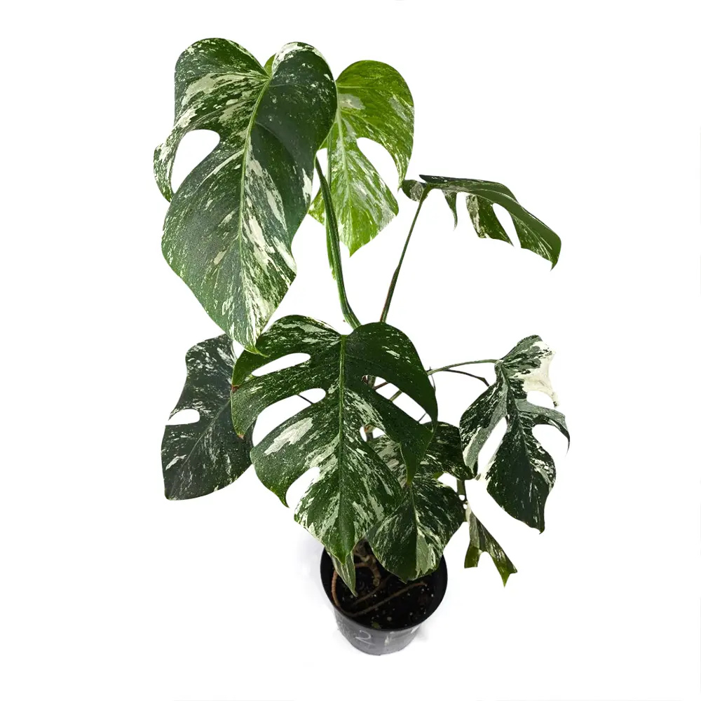 Монстера deliciosa "Variegata" купить