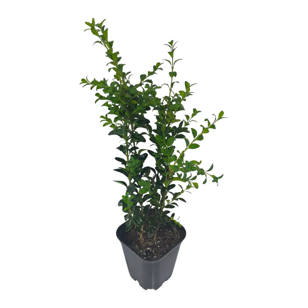 Самшит / Buxus